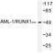 RUNX Family Transcription Factor 1 antibody, LS-C176580, Lifespan Biosciences, Western Blot image 