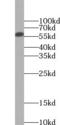 FTO Alpha-Ketoglutarate Dependent Dioxygenase antibody, FNab09787, FineTest, Western Blot image 
