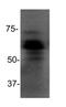 Methyl-CpG Binding Domain Protein 1 antibody, NBP2-33221, Novus Biologicals, Western Blot image 