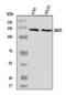 Ubiquitin Associated Protein 2 antibody, A12600-1, Boster Biological Technology, Western Blot image 