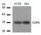 Cyclin Dependent Kinase 6 antibody, 79-432, ProSci, Western Blot image 