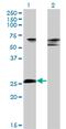 Zinc Finger Protein 266 antibody, MA5-21156, Invitrogen Antibodies, Western Blot image 