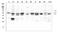 SHC-transforming protein 1 antibody, PB9391, Boster Biological Technology, Western Blot image 