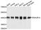 DnaJ Heat Shock Protein Family (Hsp40) Member B14 antibody, A12429, Boster Biological Technology, Western Blot image 