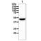 Glutamic-Oxaloacetic Transaminase 1 antibody, GTX57691, GeneTex, Western Blot image 