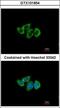 Ribosomal Protein L3 antibody, GTX101854, GeneTex, Immunocytochemistry image 