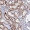 Pleckstrin Homology And RhoGEF Domain Containing G7 antibody, NBP2-32558, Novus Biologicals, Immunohistochemistry frozen image 