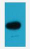 Beta Fluorescence Protein antibody, orb256076, Biorbyt, Western Blot image 