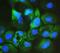 Aryl Hydrocarbon Receptor Interacting Protein antibody, M02759, Boster Biological Technology, Immunofluorescence image 