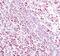 Transcription Factor 7 antibody, MA5-14965, Invitrogen Antibodies, Immunohistochemistry paraffin image 