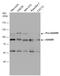 ADAM Metallopeptidase Domain 9 antibody, GTX130081, GeneTex, Western Blot image 