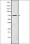 ATP-binding cassette sub-family D member 3 antibody, orb337184, Biorbyt, Western Blot image 