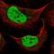 Zinc Finger Homeobox 3 antibody, PA5-63707, Invitrogen Antibodies, Immunofluorescence image 