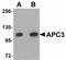 Cell Division Cycle 27 antibody, LS-B4642, Lifespan Biosciences, Western Blot image 