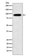 Cullin 4A antibody, M01579, Boster Biological Technology, Western Blot image 