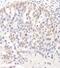 DGCR8 Microprocessor Complex Subunit antibody, NBP1-30116, Novus Biologicals, Immunohistochemistry frozen image 