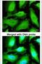 Thioredoxin Reductase 1 antibody, PA5-28886, Invitrogen Antibodies, Immunofluorescence image 