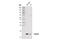 Translocase Of Outer Mitochondrial Membrane 20 antibody, 72610S, Cell Signaling Technology, Western Blot image 