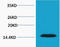 H2A Histone Family Member X antibody, A00241T120, Boster Biological Technology, Western Blot image 