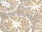 Neuronal Growth Regulator 1 antibody, GTX03680, GeneTex, Immunohistochemistry paraffin image 