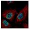 Zinc Finger Protein 287 antibody, NBP2-20957, Novus Biologicals, Immunocytochemistry image 