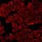Natriuretic Peptide A antibody, orb412015, Biorbyt, Immunocytochemistry image 