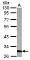 Golgi Phosphoprotein 3 antibody, LS-B10878, Lifespan Biosciences, Western Blot image 