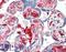 KIAA0319 antibody, LS-B10287, Lifespan Biosciences, Immunohistochemistry frozen image 