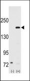 NCOA1 antibody, TA302235, Origene, Western Blot image 