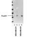 Forkhead Box O1 antibody, NBP2-22190, Novus Biologicals, Western Blot image 