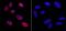 KAP-1 antibody, IHC-00073, Bethyl Labs, Immunofluorescence image 