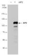 WW Domain Containing E3 Ubiquitin Protein Ligase 2 antibody, PA5-35850, Invitrogen Antibodies, Western Blot image 
