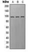 Rap Guanine Nucleotide Exchange Factor 3 antibody, LS-C353251, Lifespan Biosciences, Western Blot image 