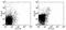 Toll Like Receptor 2 antibody, 13-9022-80, Invitrogen Antibodies, Flow Cytometry image 