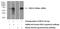 Death Inducer-Obliterator 1 antibody, 15483-1-AP, Proteintech Group, Western Blot image 