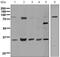 Syndecan 1 antibody, ab128936, Abcam, Western Blot image 