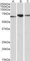 Receptor For Activated C Kinase 1 antibody, 42-371, ProSci, Immunohistochemistry paraffin image 