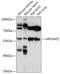 ADP Ribosylation Factor GTPase Activating Protein 2 antibody, 18-100, ProSci, Western Blot image 