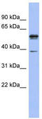 KH domain-containing, RNA-binding, signal transduction-associated protein 3 antibody, TA345975, Origene, Western Blot image 