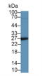 Insulin Like Growth Factor Binding Protein 4 antibody, LS-C663543, Lifespan Biosciences, Western Blot image 