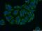 Serine Incorporator 1 antibody, 20265-1-AP, Proteintech Group, Immunofluorescence image 