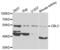 Cbl Proto-Oncogene C antibody, PA5-76268, Invitrogen Antibodies, Western Blot image 