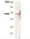 FAS antibody, ADI-AAP-221-D, Enzo Life Sciences, Western Blot image 