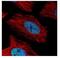 Actinin Alpha 4 antibody, NBP2-15357, Novus Biologicals, Immunofluorescence image 