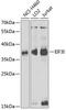 Eukaryotic Translation Initiation Factor 3 Subunit I antibody, 22-330, ProSci, Western Blot image 