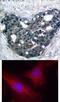 Docking Protein 2 antibody, 79-394, ProSci, Immunohistochemistry frozen image 