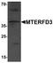 Mitochondrial Transcription Termination Factor 2 antibody, PA5-34532, Invitrogen Antibodies, Western Blot image 