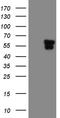 Tektin 2 antibody, CF809970, Origene, Western Blot image 