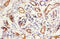 Fitzgerald factor antibody, A52162-100, Epigentek, Immunohistochemistry paraffin image 