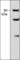 Villin 1 antibody, VM2451, ECM Biosciences, Western Blot image 